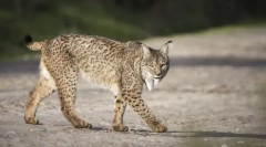 Pyrenean lynx